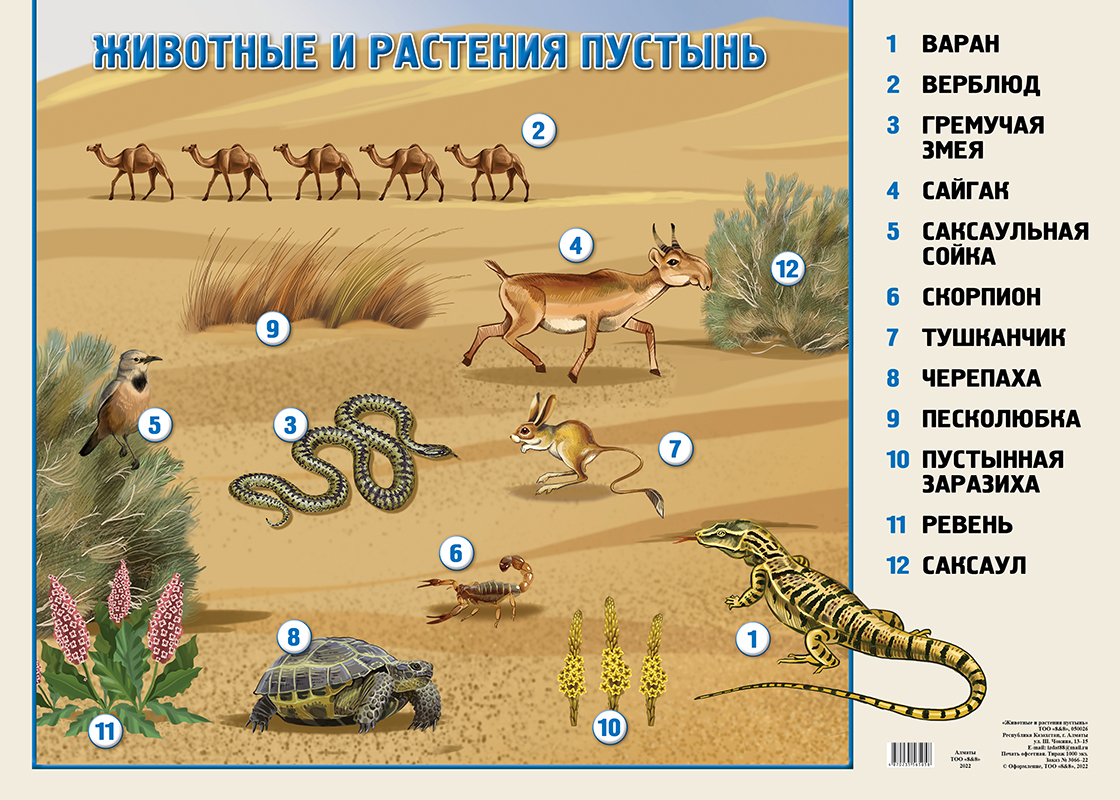 Животные и растения пустынь купить